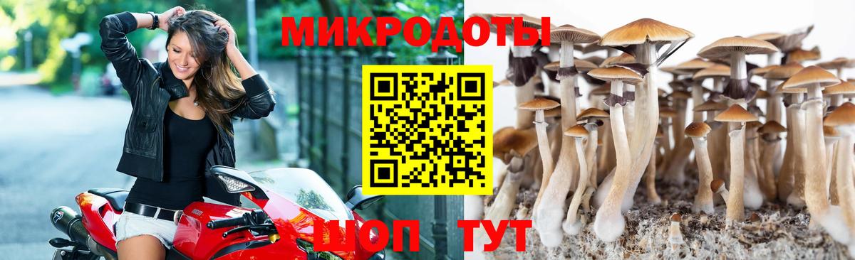 Псилоцибиновые грибы Psilocybine cubensis Бузулук